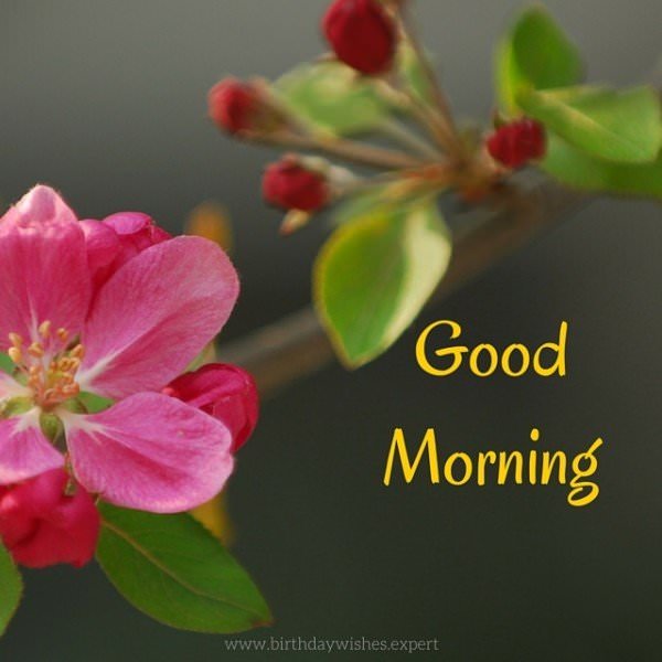 60 Good Morning Images with the Most Beautiful Flowers