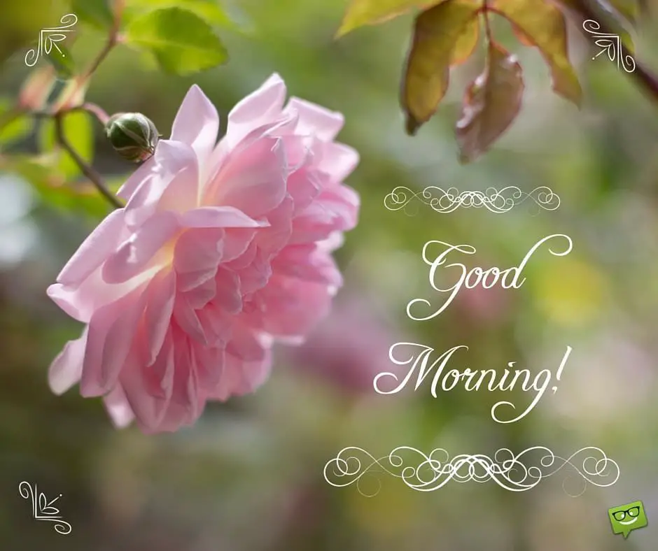 GoodMorning image with pink rose and ornamental lettering