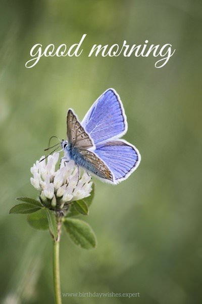 Good Morning. | Birthday Wishes Expert Good Morning.