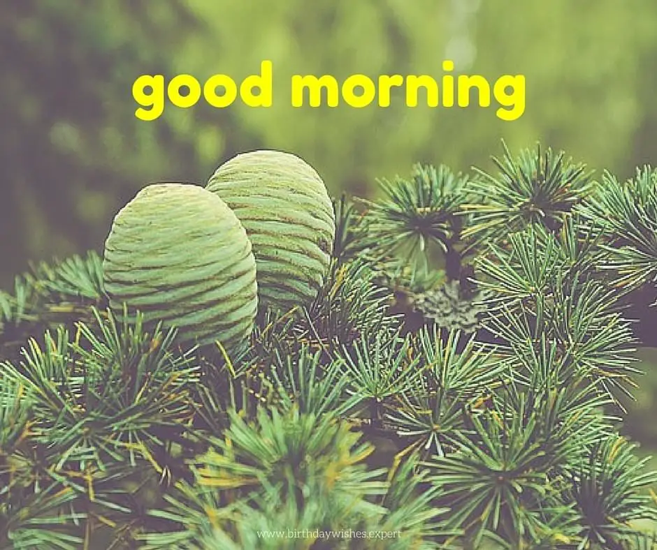goodmorning图片唯美-千图网