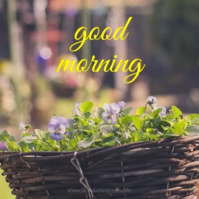60 Good Morning Images with Pretty Flowers [Updated 2019]