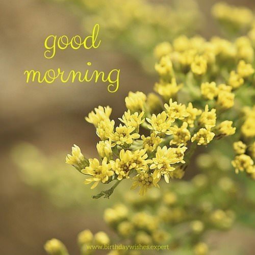 60 Good Morning Images with Pretty Flowers [Updated 2019] - Part 2