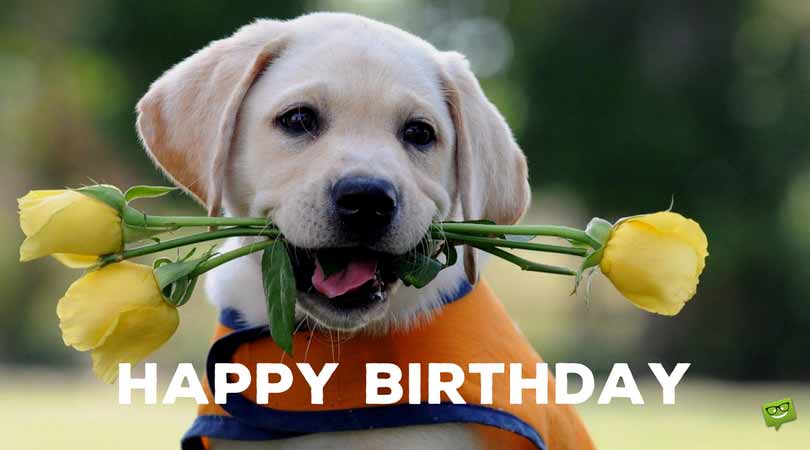 2 Words From Cute Animals Happy Bday Cute Birthday Wishes Happy Birthday Dog Cute Birthday Wishes Happy Birthday Meme
