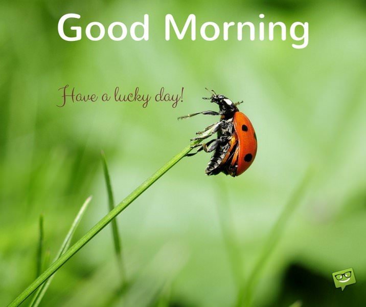 Good morning. Have a lucky day!