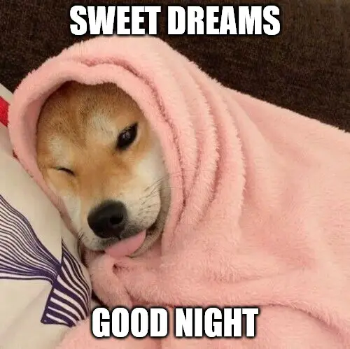 Sweet Dreams Good Night Cute Dog Sleeping Meme