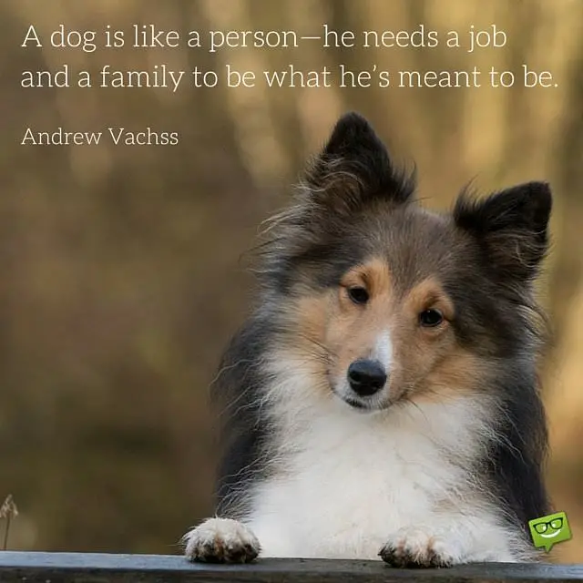 165 Dog Quotes For People Who Love Dogs