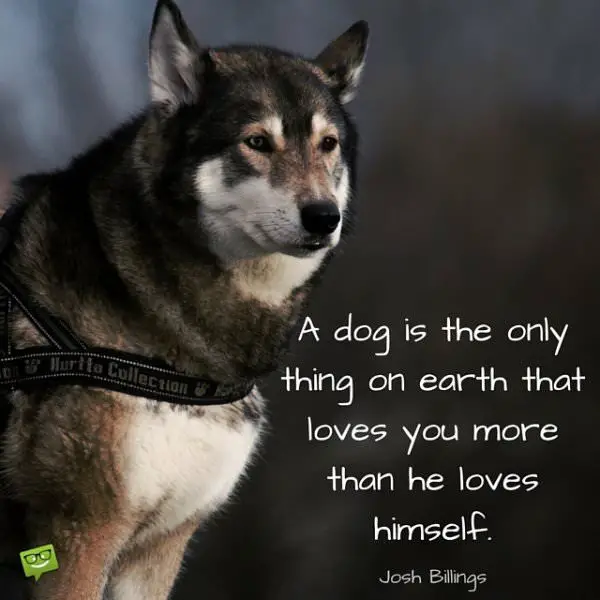 165 Dog Quotes For People Who Love Dogs