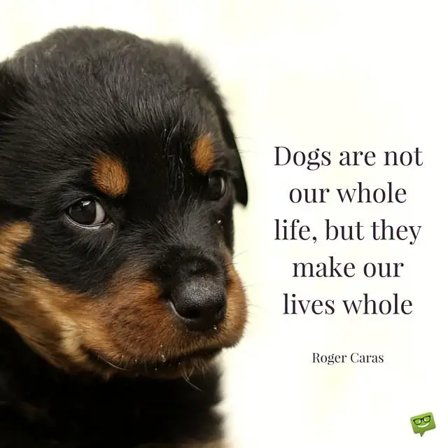 20 Dog Quotes For People Who Love Dogs