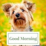 15 Happy Good Morning Images 15 Happy Good Morning Images