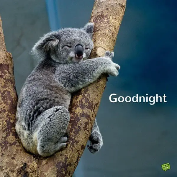 Good Night Images Good Night Images