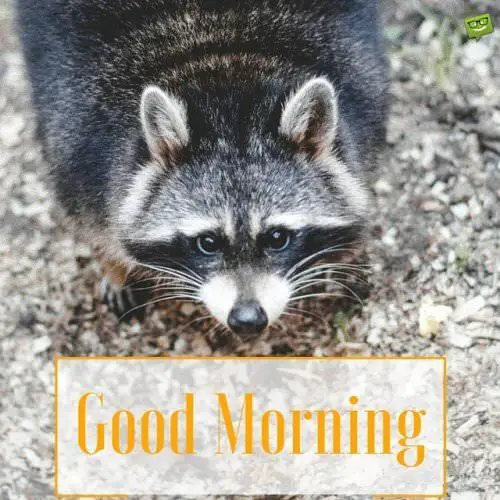 Fresh Start : Good Morning Pictures