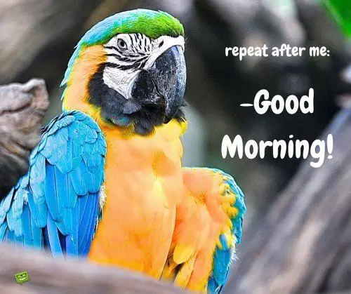 Funny good morning picture with parrot. | Birthday Wishes Expert repeat after me: good Morning!