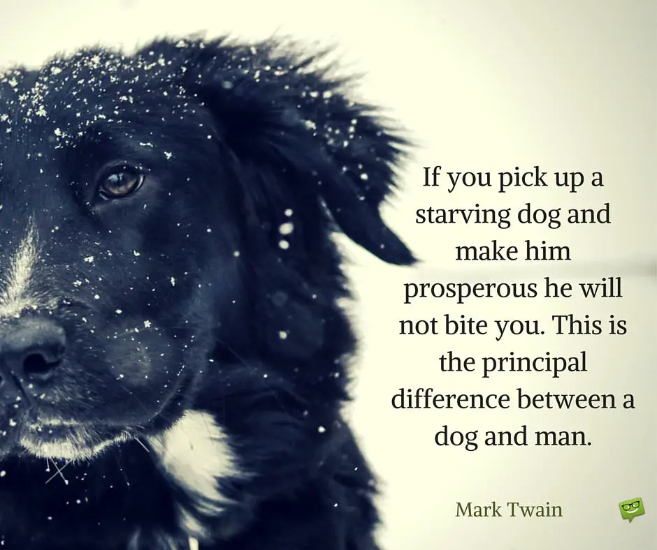 20 Dog Quotes For People Who Love Dogs
