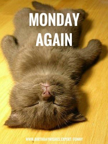 Funny Monday quote with exhausted kitten. | Birthday Wishes Expert Monday again.