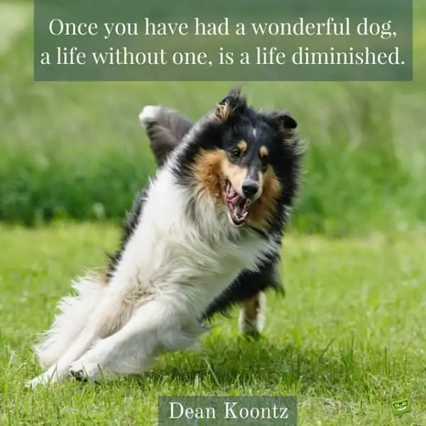 Once you have had a wonderful dog, a life without one is a life diminished.
