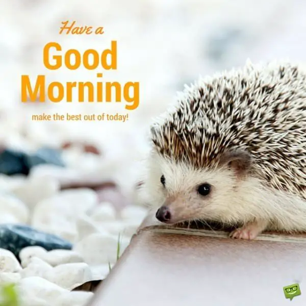 Have a Good Morning. Make the best out of today!