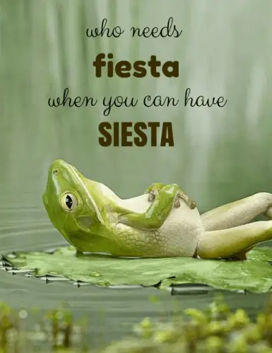 Funny quote with cute frog image. | Birthday Wishes Expert Who needs fiesta when you can have siesta!