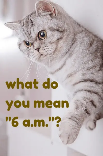 Funny quote with astonished cat. | Birthday Wishes Expert What do you mean "6 a.m."?