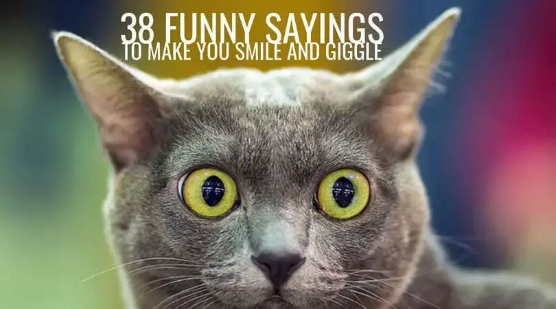38 Funny Sayings to Make you Smile and Giggle