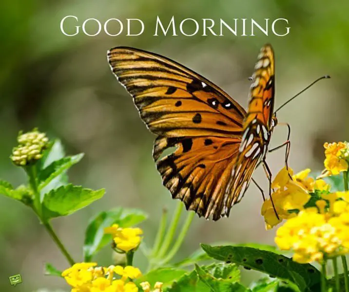 Good Morning. | Birthday Wishes Expert Good Morning.