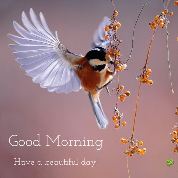 Good Morning. Have a beautiful day! | Birthday Wishes Expert Good Morning. Have a beautiful day!
