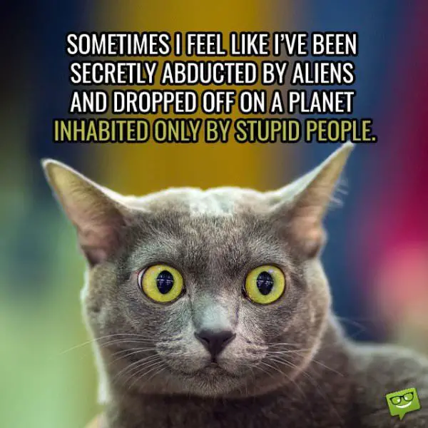 Sometimes I feel like I’ve been secretly abducted by aliens and dropped off on a planet inhabited by only stupid people.
