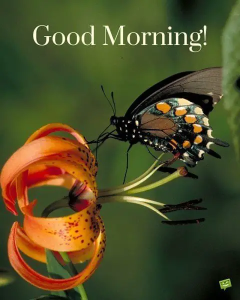 Good Morning! | Birthday Wishes Expert Good Morning!