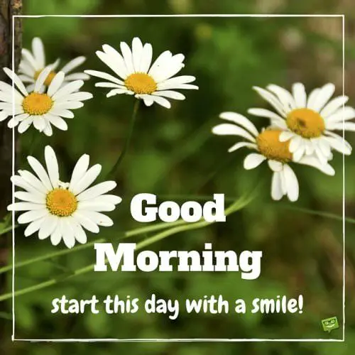 Good Morning image with daisies and quote.