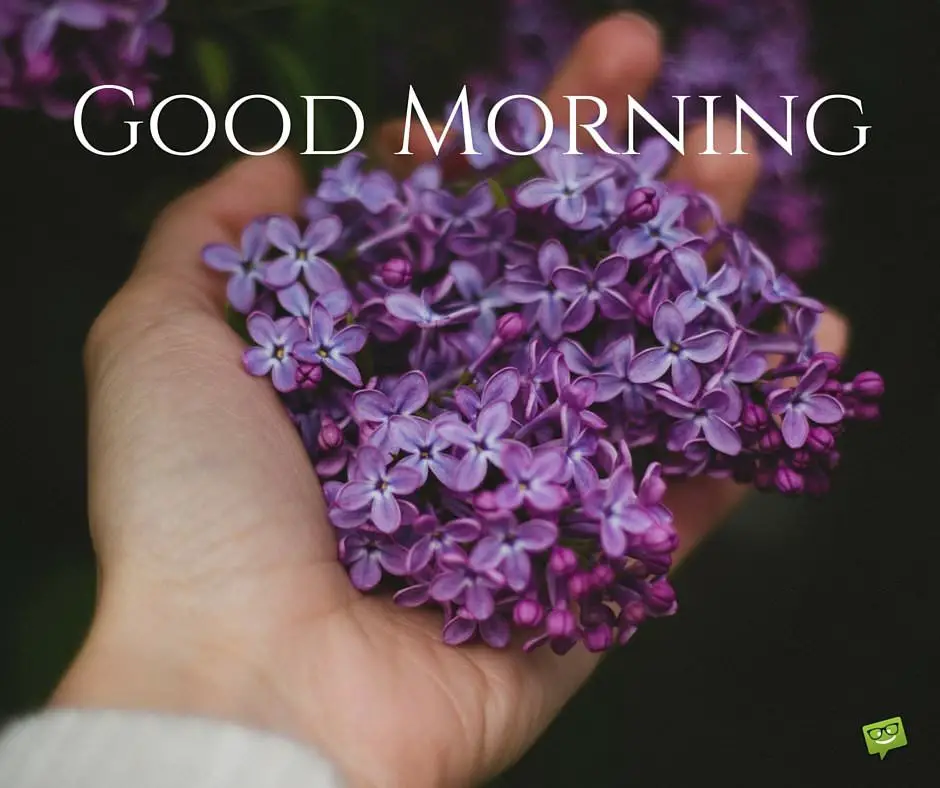 Good Morning Image With Purple Flower