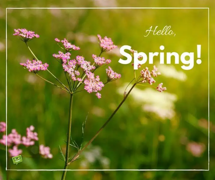 Hello, Spring!