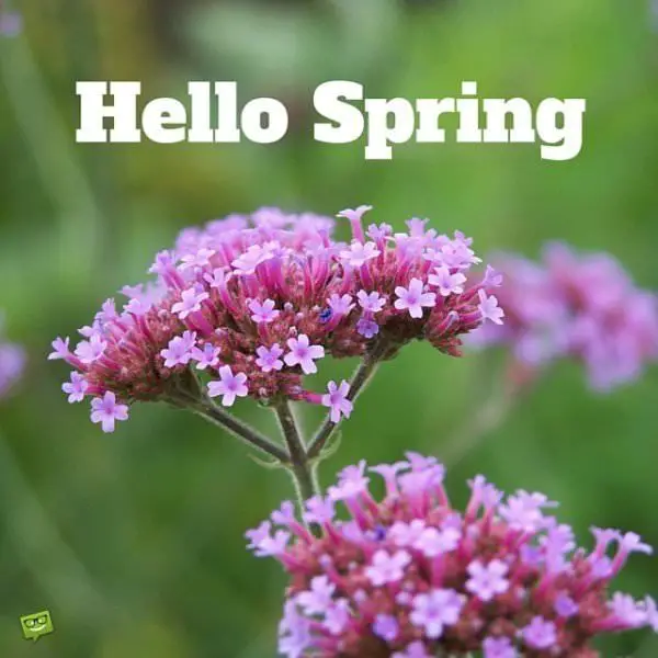 Hello, Spring.