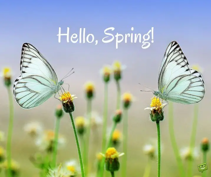 Hello, Spring!