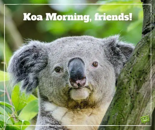 Koa Morning, friends!