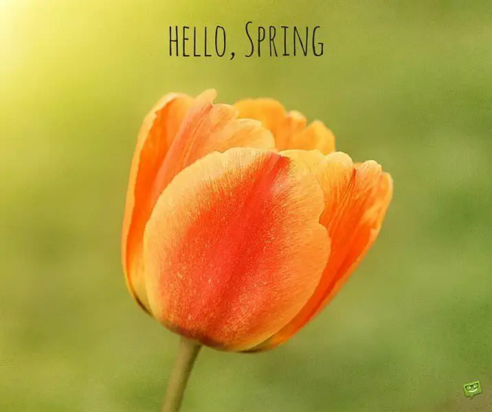 Hello, Spring!