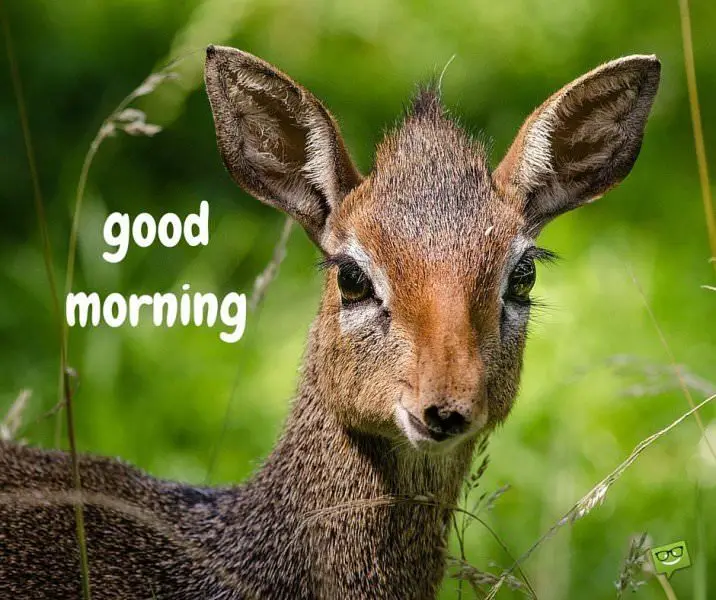 Cute & Funny Good Morning Images and Memes with Animals