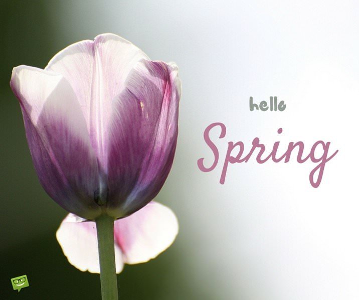 Hello, Spring!