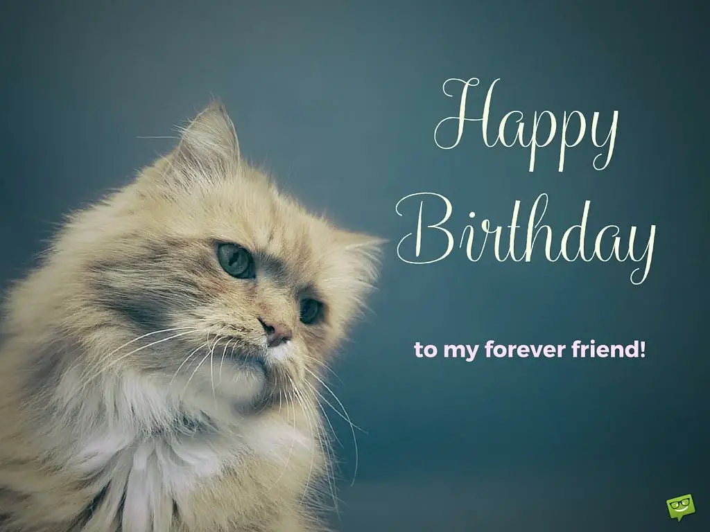Happy Birthday To My Forever Friend Image Of A Beautiful Cat