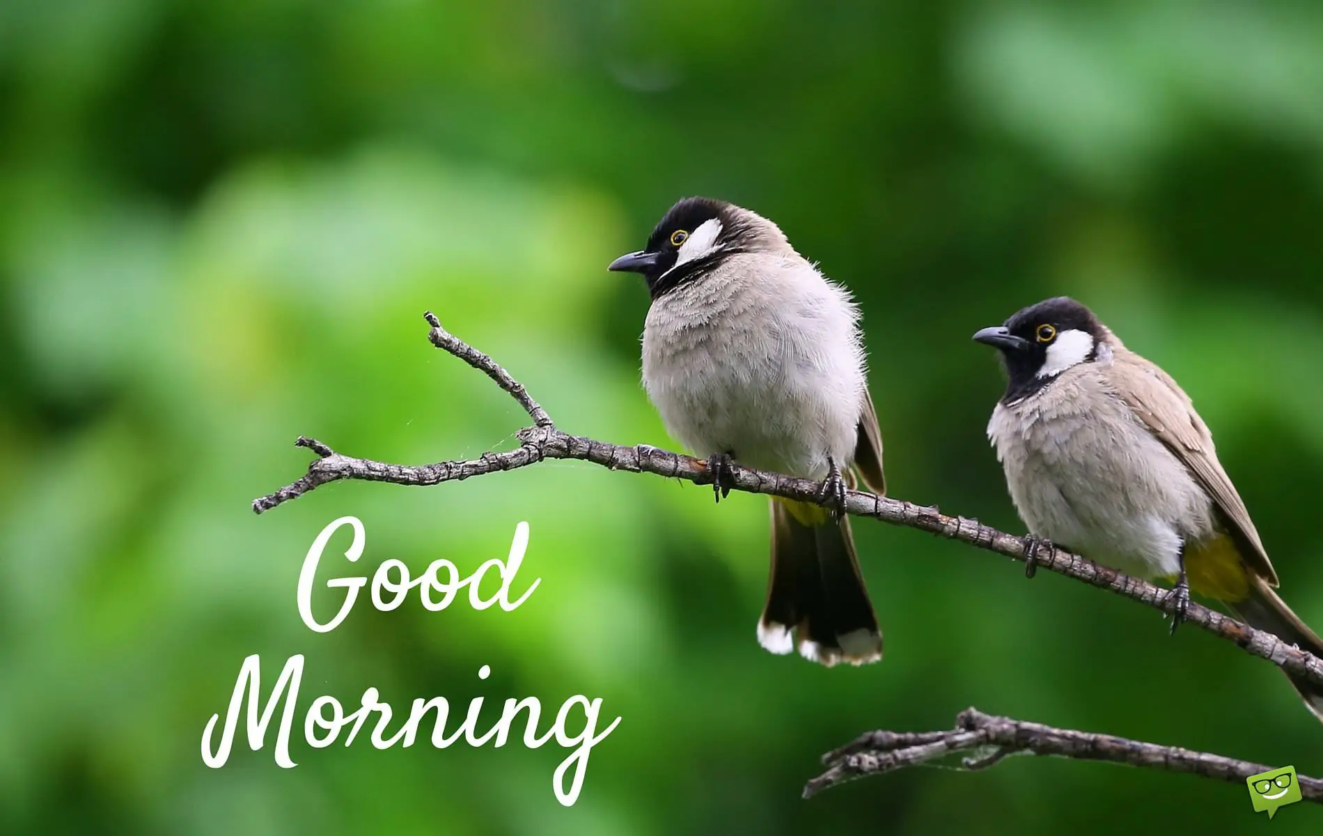 Friends For A Flying Start Good Morning Pictures With Birds