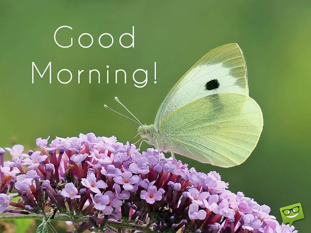 Delicate Harmony | Good Morning Pics with Butterflies