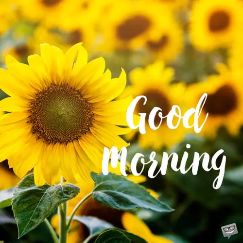 Good Morning image with sunflower.