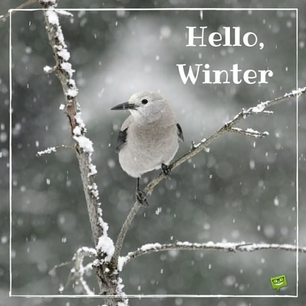 Hello, winter. | Birthday Wishes Expert Hello, winter.