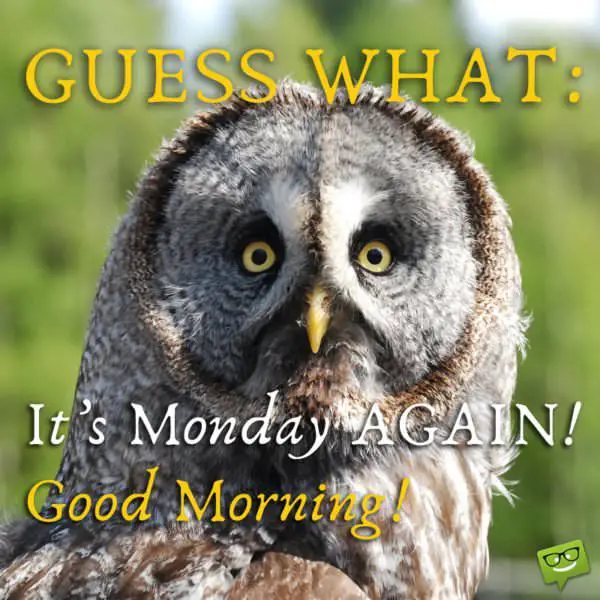 Guess what! It's Monday AGAIN! Good Morning!