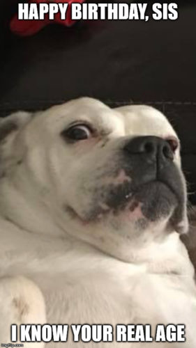 Funny Happy Birthday meme for your sister on image of dog freaking out. | Birthday Wishes Expert Happy Birthday, Sister. I know your real age.