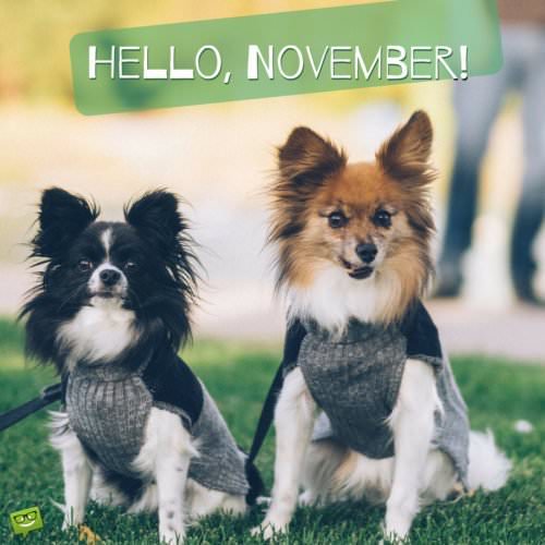 Hello, November!