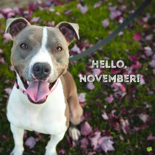 Hello, November!