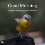 Flying Friends for a Flying Start | Good Morning Pictures with Birds Flying Friends for a Flying Start | Good Morning Pictures with Birds