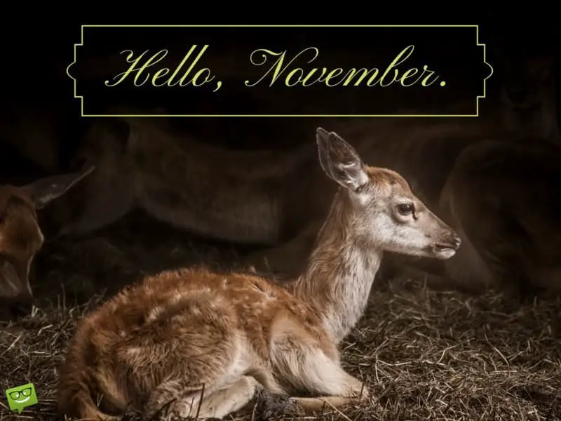 November image with cute deer. | Birthday Wishes Expert Hello, November.