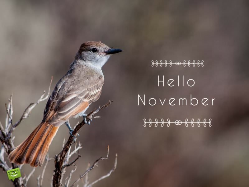 Hello, November! | Birthday Wishes Expert Hello, November!