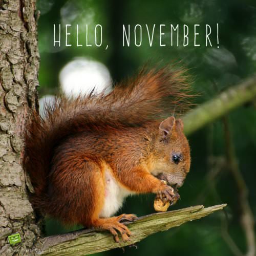 November image with cute squirrel. | Birthday Wishes Expert Hello, November.