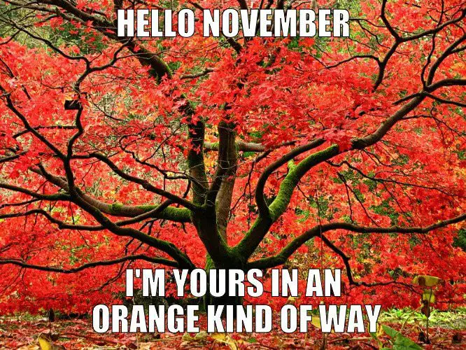 Cute "Hello, November" meme. | Birthday Wishes Expert Hello, November. I'm yours in an orange kind of way.